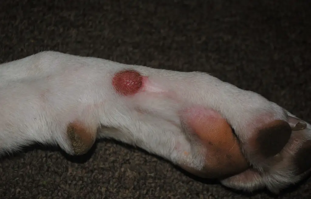 red bump on paw