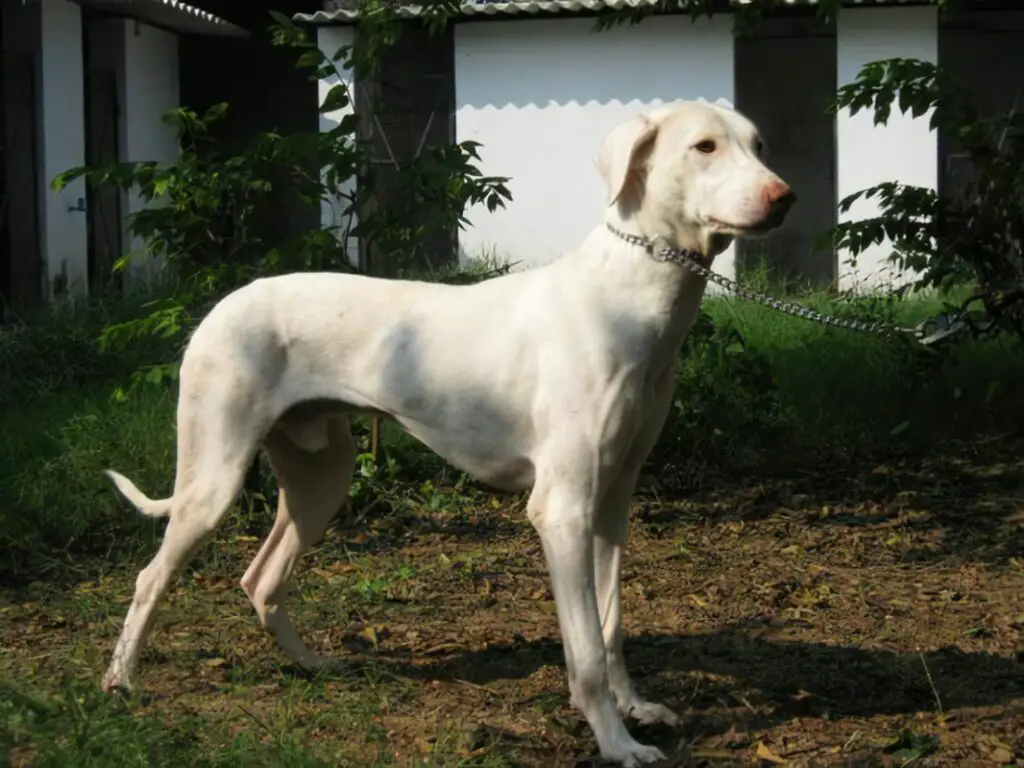 Rajapalayam dog breed