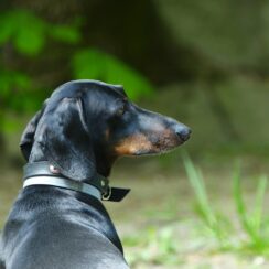 dog enjoying the outside