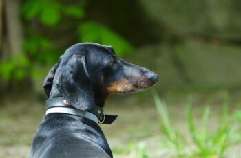 dog enjoying the outside