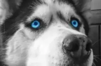 cute dog eyes