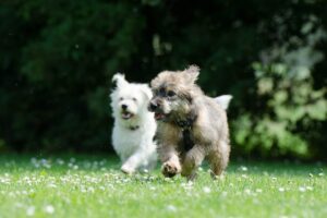 dogs, running