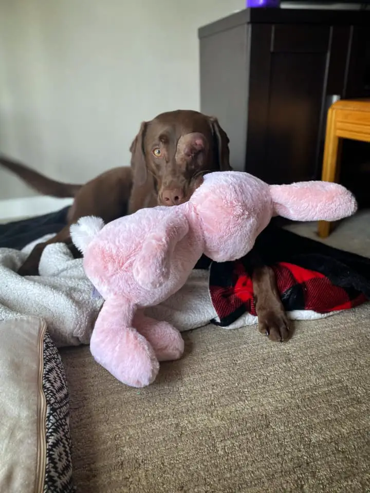 dog laying with stuffed animal