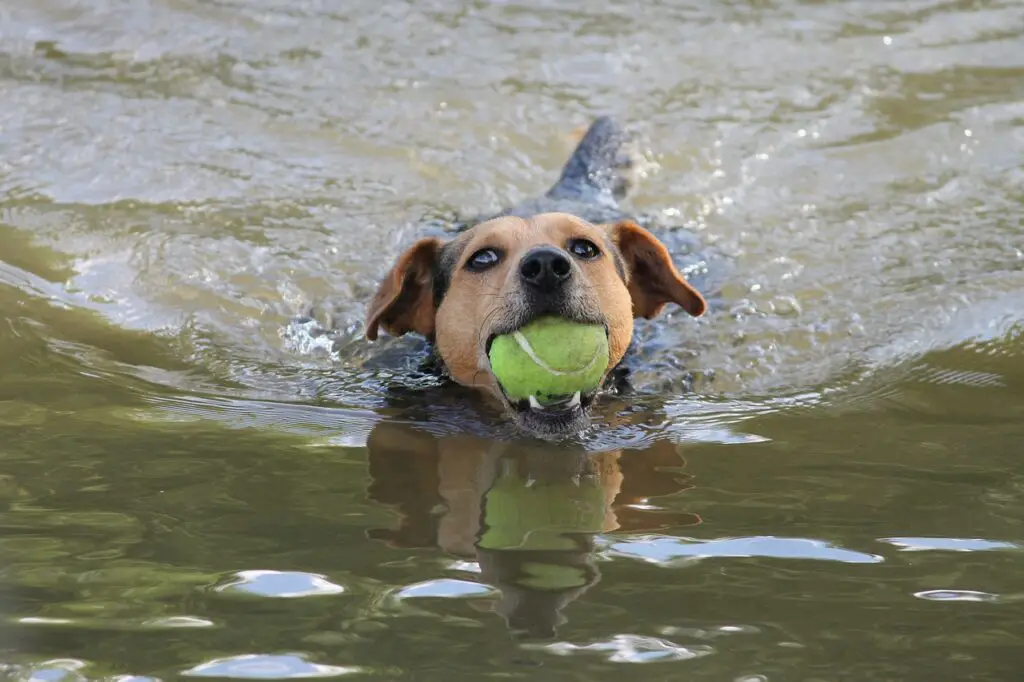 dog playing fetch in water 