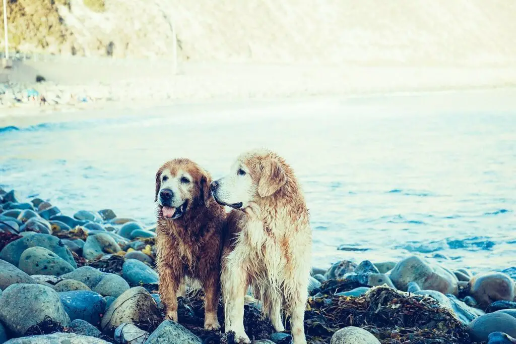 dogs sitting by water