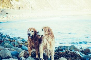 dogs sitting by water