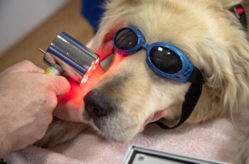 dog at dentist