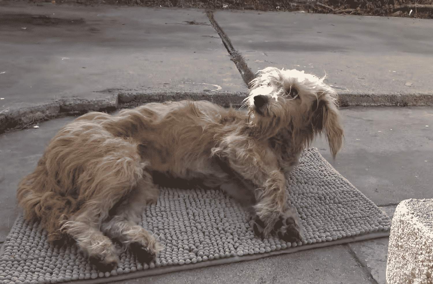 stray dog laying on ground