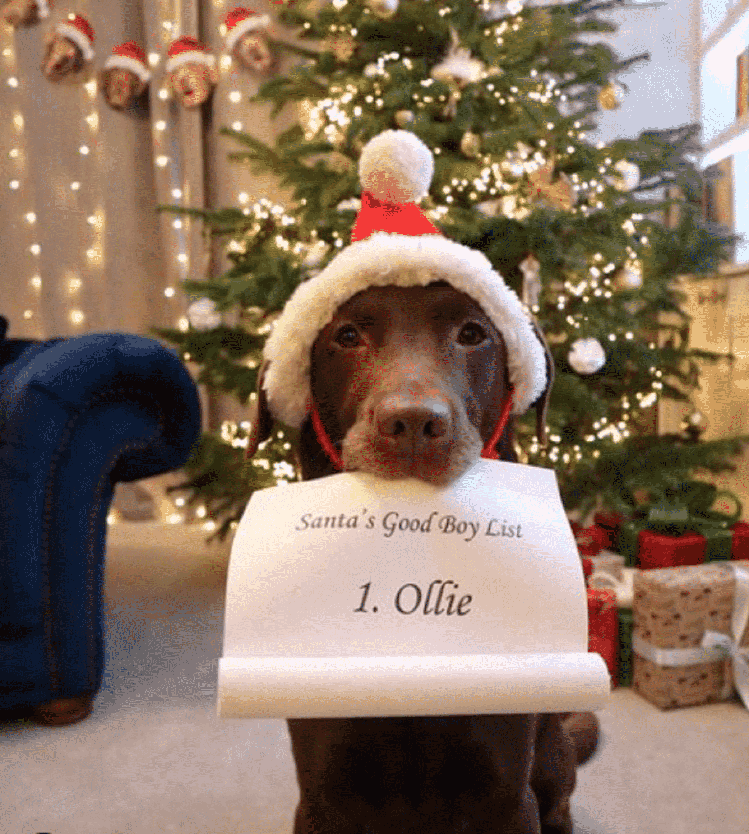 dog with christmas costume 