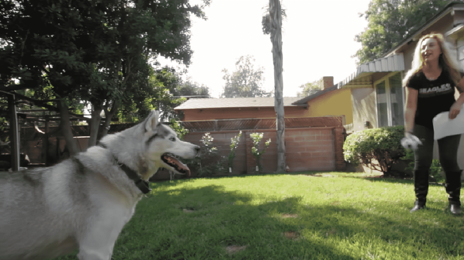 dog playing catch with owner