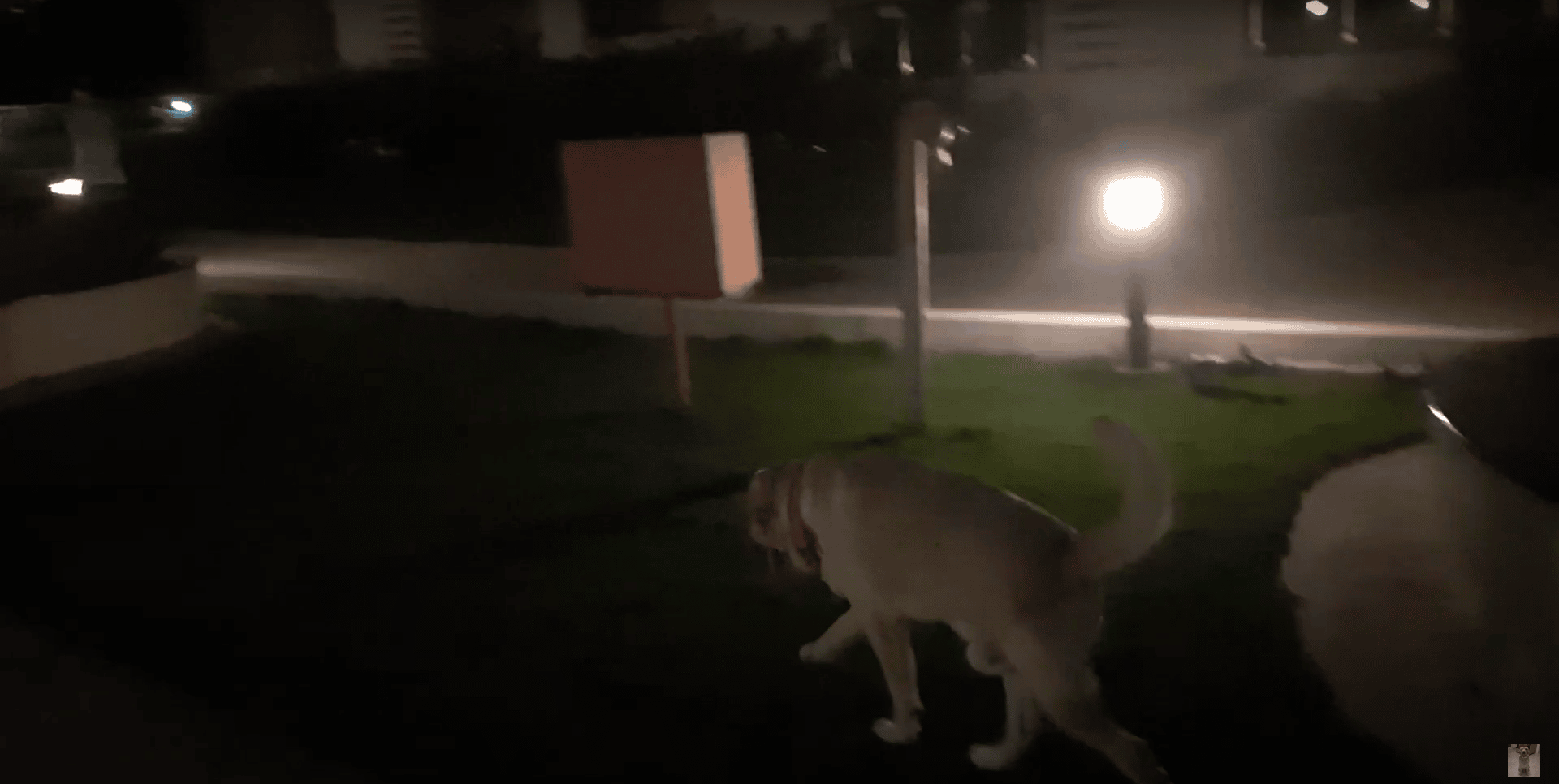 dog playing outside 