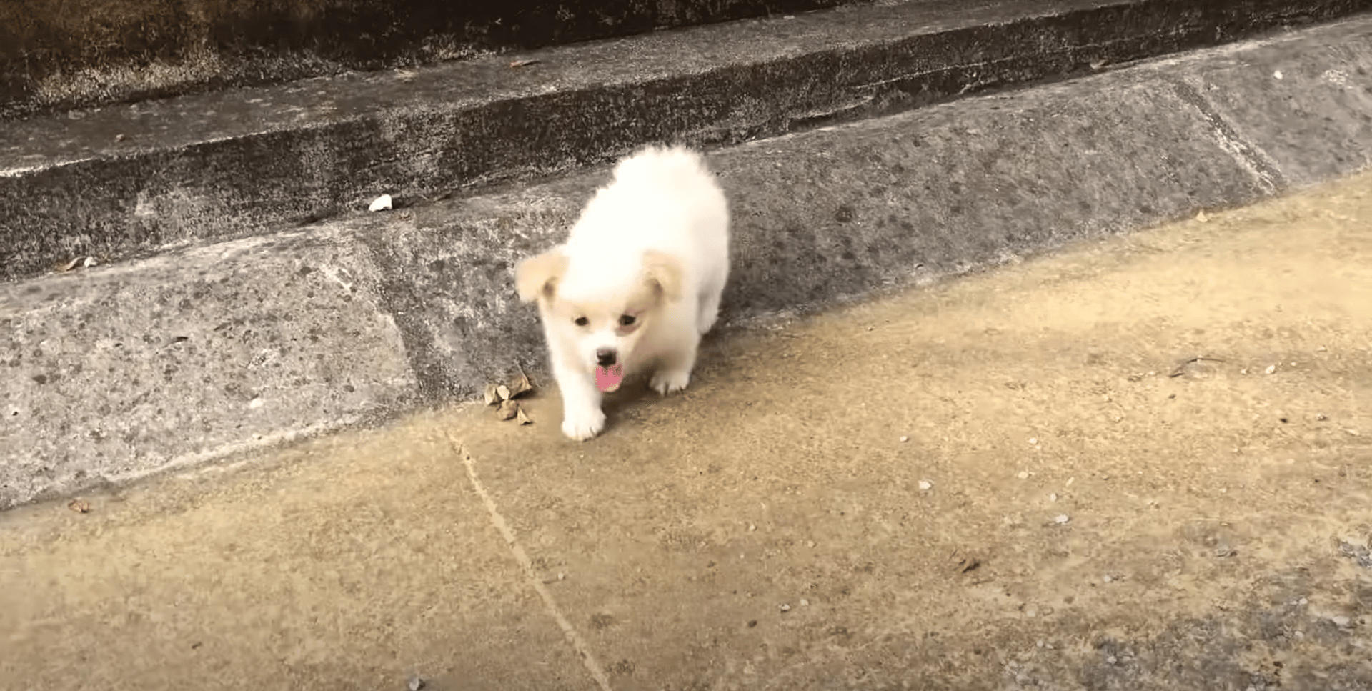 puppy playing outside