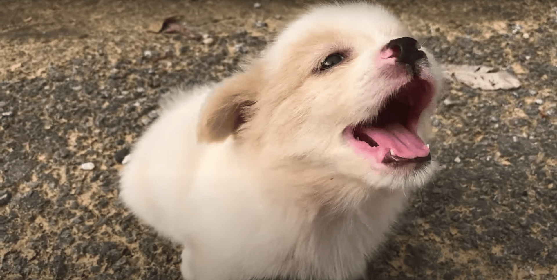 cute puppy yawning 