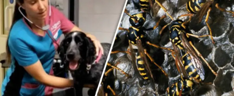 dog get stung by wasp