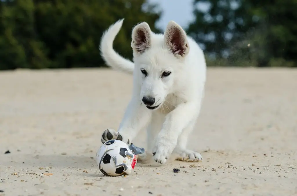 dog playing with soccer ball