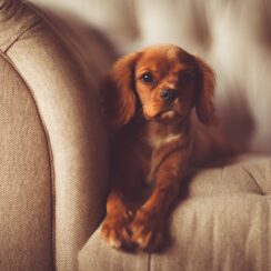 dog sitting on sofa
