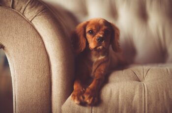 dog sitting on sofa