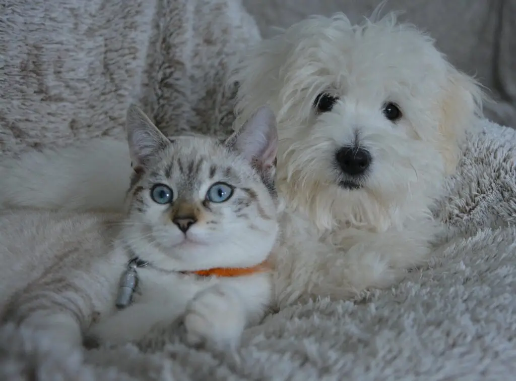 dog laying with cat