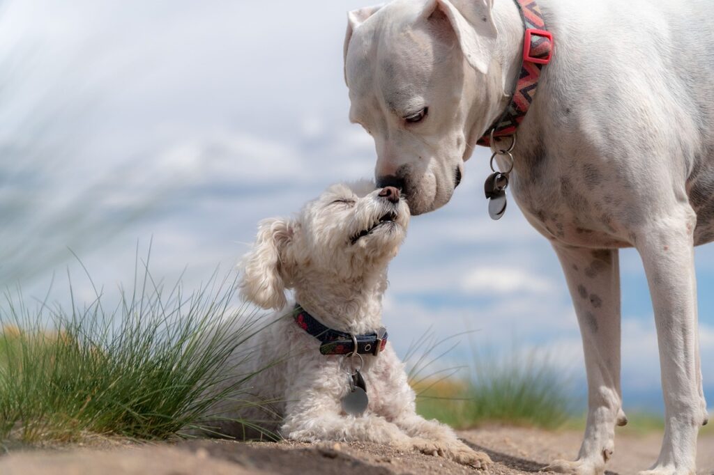 dog sniffing each other 