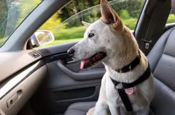 dog riding in car