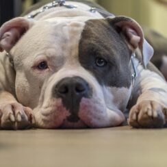 dog laying down