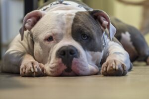 dog laying down