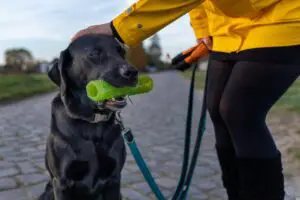 owner training puppy
