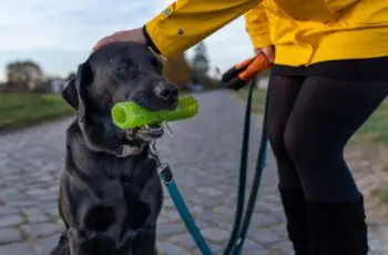 owner training puppy