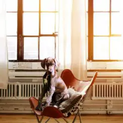 dog sitting on chair