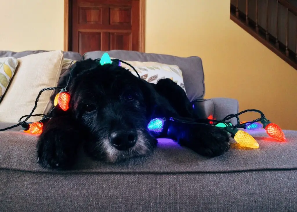 dog laying down with christmas lights