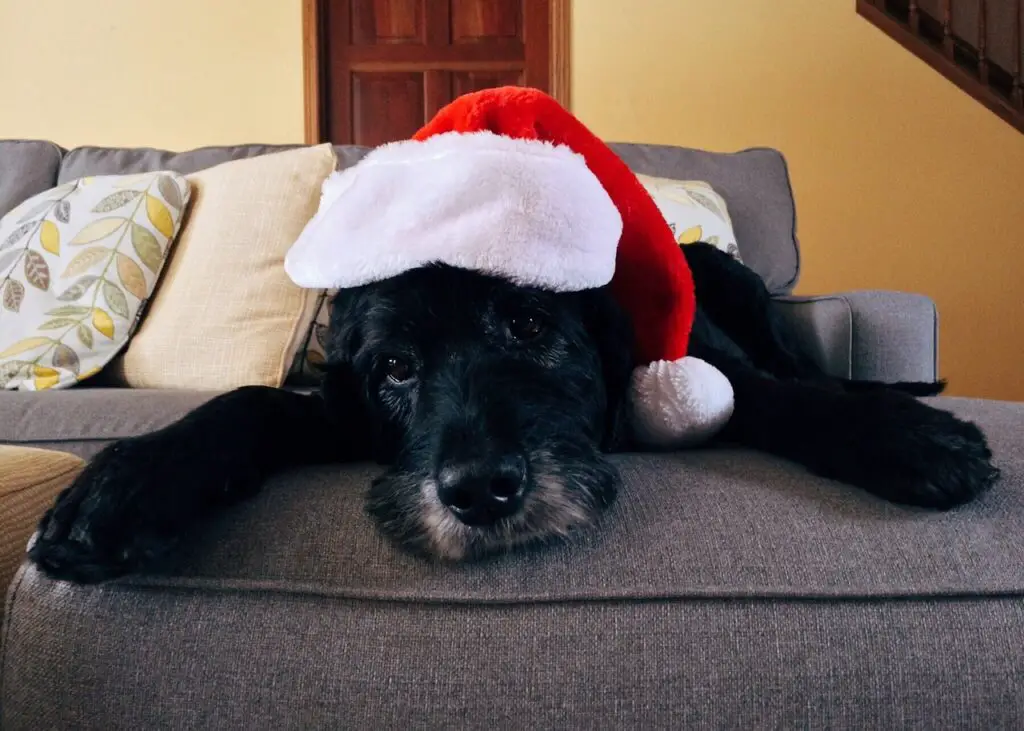 dog with christmas hat on 