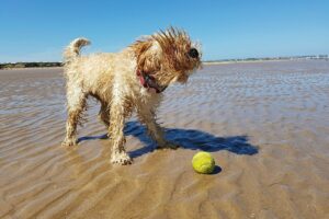 dog playing on beach
