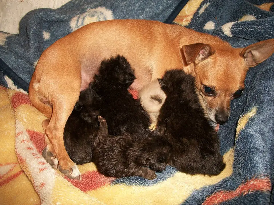 mother dog laying with kittens