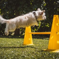 dog playing