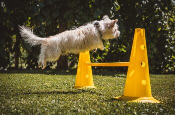 dog playing