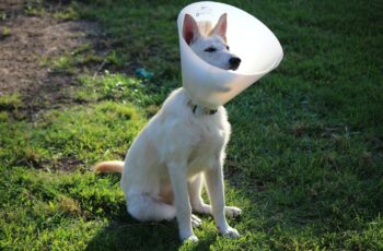 dog with muzzle on after vet