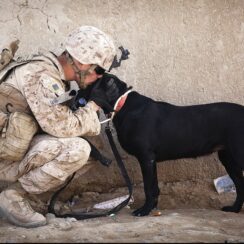 dog with deployed owner