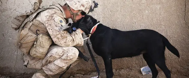 dog with deployed owner