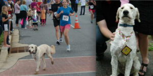 dog finished marathon 