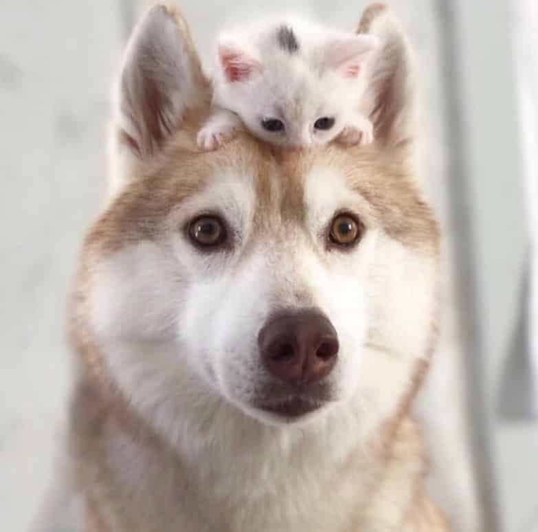 cat on top of dog