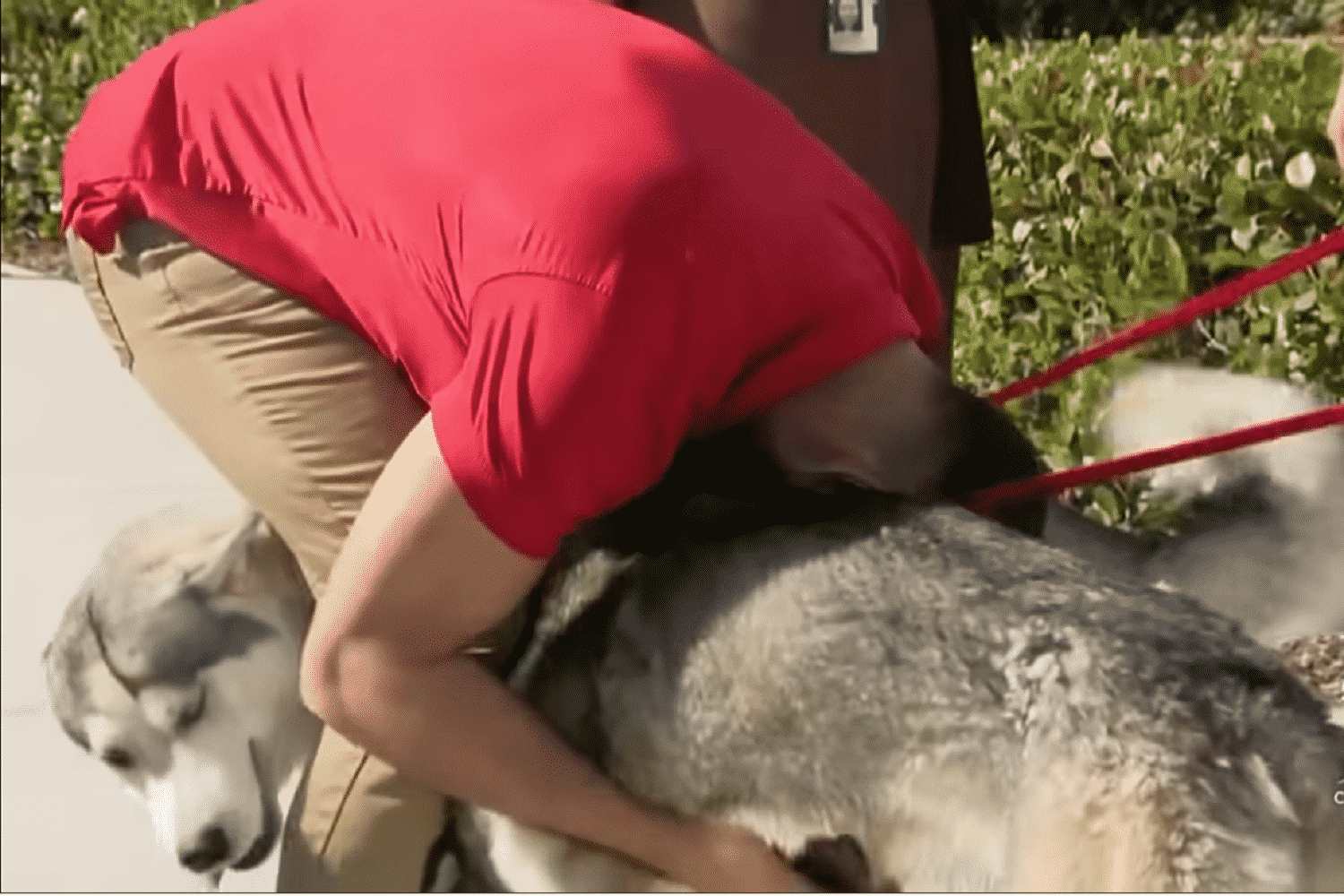 owner hugging dogs