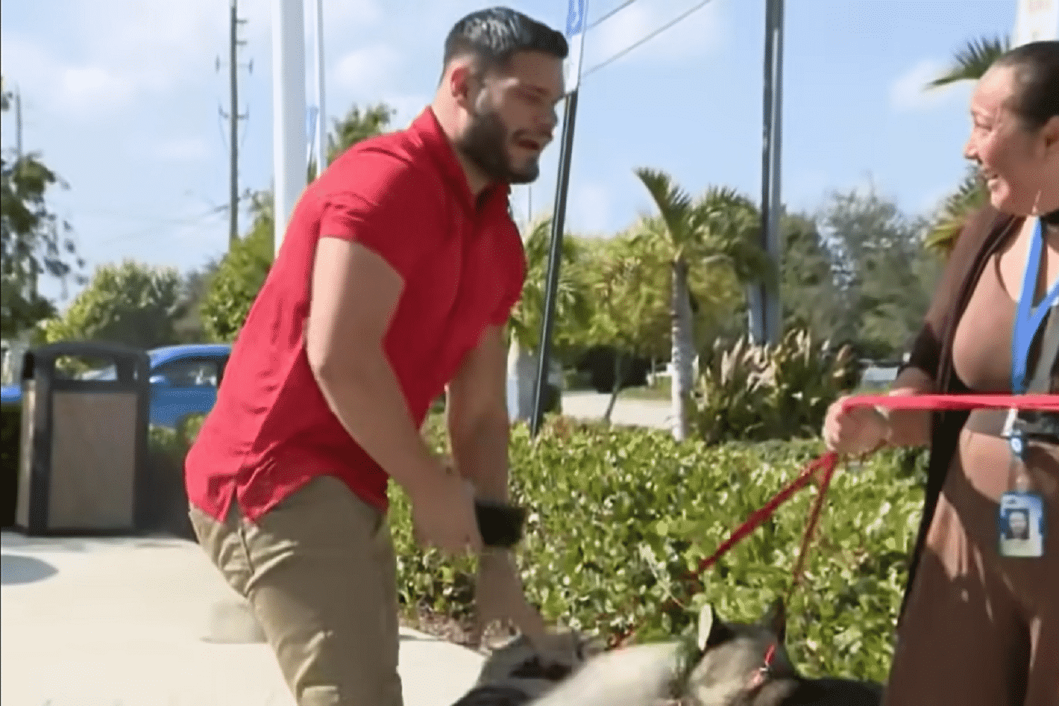 owner walking dogs