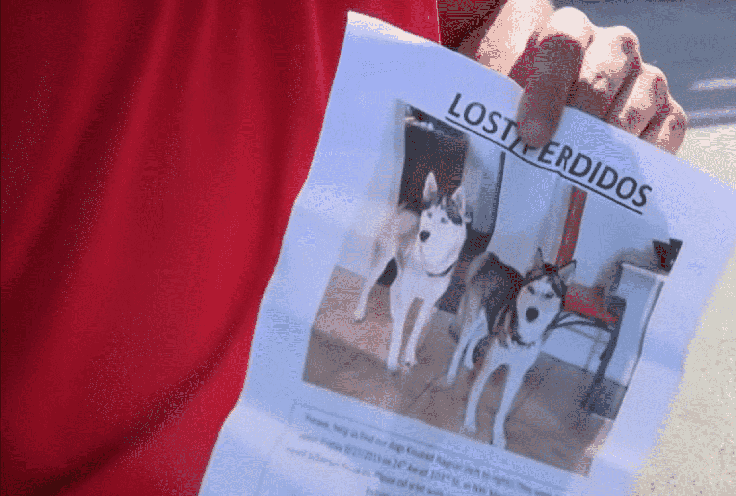 lost dogs