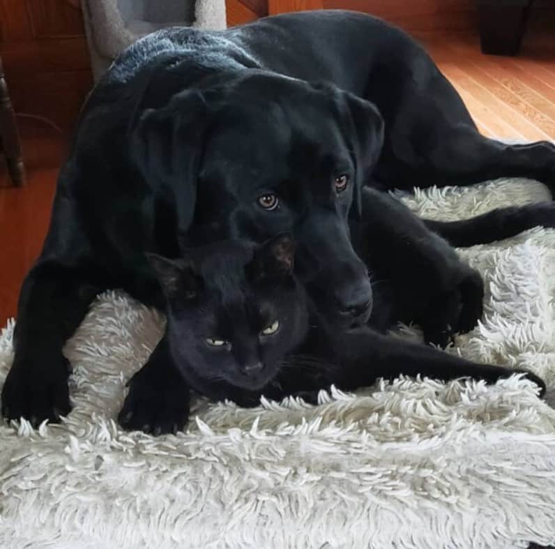 dog and cat together