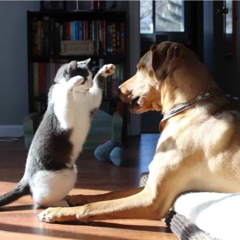 cat standing in front of dog