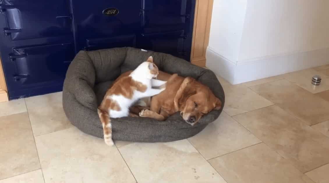 dog and cat laying in bed