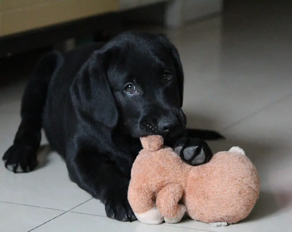 dog playing with toy