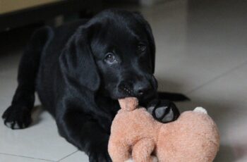 dog playing with toy