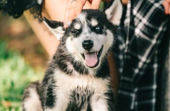 cute dog playing with owner