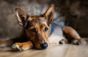 dog lying down